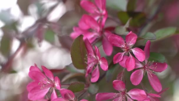 Flores Macieira Rosa Avermelhadas Primavera Jardim Florido Fundo Natural Floral — Vídeo de Stock