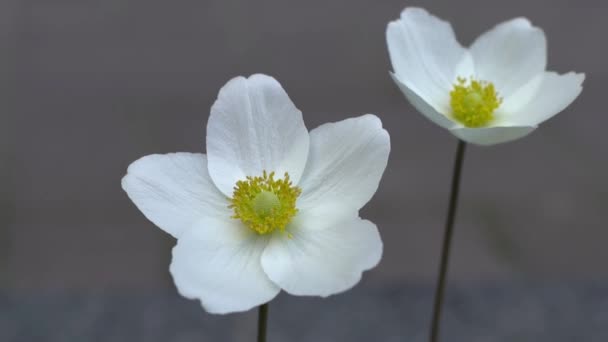 Biały Kwiat Anemonu Delikatny Pączek Żółtym Rdzeniem Kwiaty Ogrodowe Letnia — Wideo stockowe