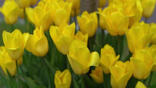 Κίτρινες Τουλίπες Ανθίζουν Την Άνοιξη Φύση Της Τουλίπας Floral Φόντο — Αρχείο Βίντεο
