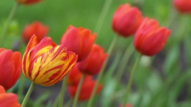 Kırmızı laleler baharda çiçek açar. Görüntü bokeh. Lale çiçeği doğası. Çiçek arkaplan. Botanik bahçesi. Çiçek tomurcukları. Çiçek açan ruh hali. Güzel estetik yaprak bitkisi. Rüzgarın sallanması. Güneşli bir gün.