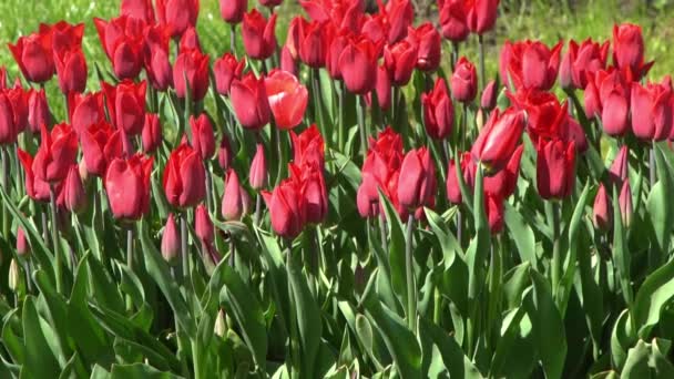Red Tulips Bloom Spring Tulip Flower Nature Floral Background Botanical — Stock Video