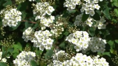 Spiraea kantoniensis turu. Spirea bitkisi çiçek açtı. Bahçedeki yeşil bir çalılıkta beyaz çiçekler. Yapraklar ve yapraklar, doğal çiçek arkaplanı. Yaz çiçeği tomurcuğu yaprağı Bridalçelenk Meadowsweet Mayıs