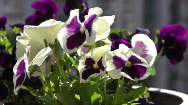 White Purple Pansies Sway Wind Garden Background Grow Pansy Viola — Stock Video
