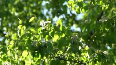 Yeşil yapraklar. Rüzgarda sallanan beyaz elma ağacı çiçekleri. Bahar çiçeği bahçesi. Çiçek doğal bir geçmişi var. Gün ışığında narin çiçekler. Bulanık bokeh doğa. Çiçek tomurcuğu Yaprak yakın çekim