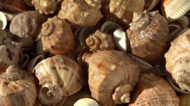 Kumsalda deniz kabukları. Yaz dönemi. Rapan deniz kabuğu kabuğu üst görünümü. Bej açık renk. Estetik minimalizm. Doğa güzelliği. Çok renkli deniz kabuklarının karışımı. Okyanus kıyısında. Deniz kabuğu güneş ışığı