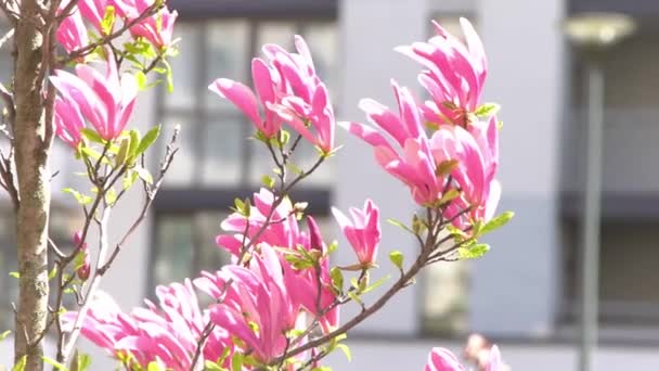 Magnólia Florescente Primavera Flores Cor Rosa Árvore Fundo Floral Bud — Vídeo de Stock