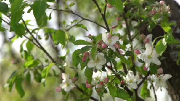 Biały Różowy Kwiat Jabłoni Kołysze Się Wietrze Wiosenny Ogród Kwitnący — Wideo stockowe