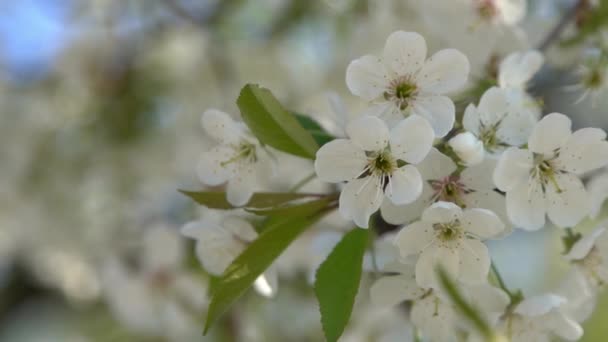 Bílé Třešňové Květy Houpají Větru Jarní Kvetoucí Ovocná Zahrada Květinové — Stock video