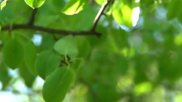 Gröna Blad Vita Äppelträd Blommar Upp Vinden Vårblommande Trädgård Blommig — Stockvideo