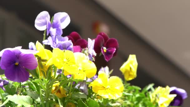 Patinhas Roxas Amarelas Oscilam Vento Natureza Dia Ensolarado Fundo Jardim — Vídeo de Stock
