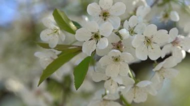 Beyaz kiraz çiçekleri rüzgarda sallanıyor. Bahar çiçekli meyve ağacı bahçesi. Çiçek doğal bir geçmişi var. Gün ışığında narin çiçekler. Bulanık bokeh doğa. Çiçek tomurcuğu Yaprak yakın çekim. Estetik