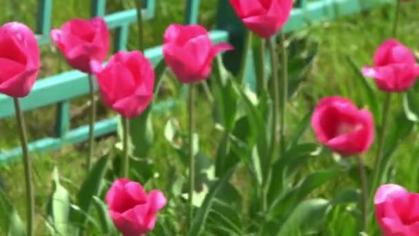 Ροζ Τουλίπες Ανθίζουν Την Άνοιξη Θολούρα Μπόκε Φύση Της Τουλίπας — Αρχείο Βίντεο