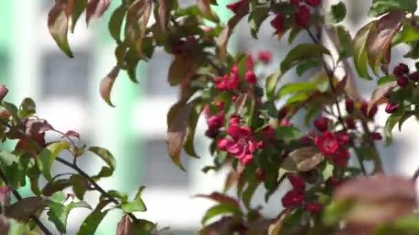 Folhas Verdes Aplausos Cor Rosa Vermelhos Florescem Vento Primavera Jardim — Vídeo de Stock