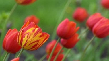 Kırmızı laleler baharda çiçek açar. Görüntü bokeh. Lale çiçeği doğası. Çiçek arkaplan. Botanik bahçesi. Çiçek tomurcukları. Çiçek açan ruh hali. Güzel estetik yaprak bitkisi. Rüzgarın sallanması. Güneşli bir gün.