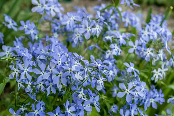 Bajeczne Blue Dark Center Niebieskie Kwiaty Floksu Kwiatowe Tło Ogrodzie — Zdjęcie stockowe