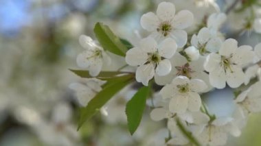 Beyaz kiraz çiçekleri rüzgarda sallanıyor. Bahar çiçekli meyve ağacı bahçesi. Çiçek doğal bir geçmişi var. Gün ışığında narin çiçekler. Bulanık bokeh doğa. Çiçek tomurcuğu Yaprak yakın çekim. Estetik