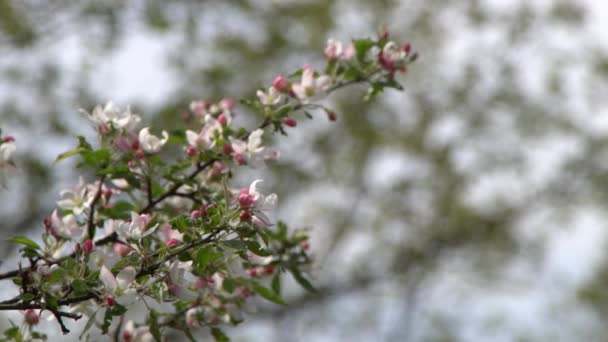 白色的粉红相思花在风中摇曳 春天开花的花园 植物的自然背景 苹果树花开得很慢 模糊的Bokeh自然 花绽放花蕾叶美 — 图库视频影像