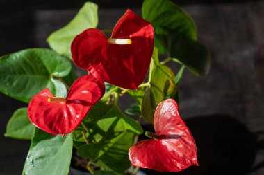 Siyah arka planda Anthurium tomurcukları. Sarı merkezli kırmızı ev çiçeği. Kalp şeklinde bir çiçek gibi. Anthurium andraeanum Araceae veya Arum misafirperverliği simgeler. Kırmızı flamingo anthurium. Yaprak yaprağı