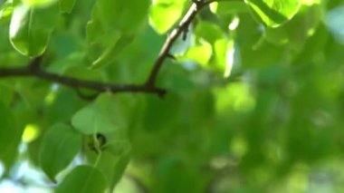 Yeşil yapraklar. Rüzgarda sallanan beyaz elma ağacı çiçekleri. Bahar çiçeği bahçesi. Çiçek doğal bir geçmişi var. Gün ışığında narin çiçekler. Bulanık bokeh doğa. Çiçek tomurcuğu Yaprak yakın çekim