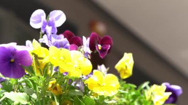 Sarı mor ibneler rüzgarda sallanıyor. Güneşli bir gün. Bahçe arka planı. İbne bir Viola çiçeği yetiştir. Çiçek açan bahar. Bahçıvanlık. Bitki bilimi. Çiçek açan ruh hali. Güzel estetik yaprak bitkisi