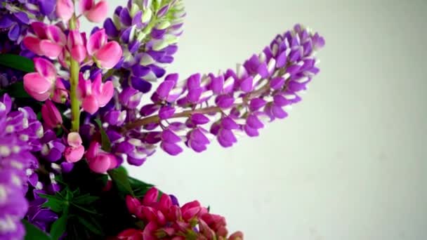 Egy Csokor Csillagfürt Sokszínű Nyári Virágok Rózsaszín Lila Szürke Háttér — Stock videók