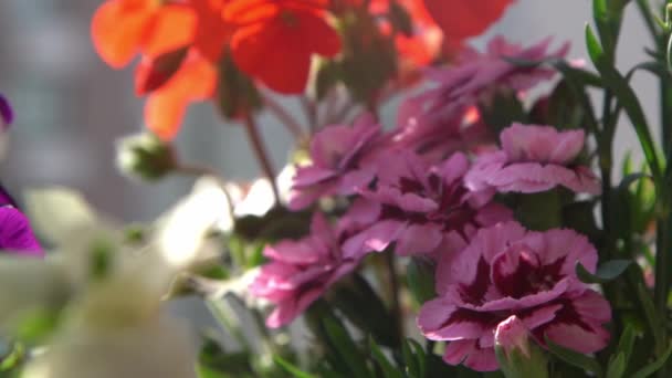 꽃꽂이에 분홍색 카네이션이 여름에 피운다 장미꽃 봉오리 식물학적 발코니에 자연의 — 비디오