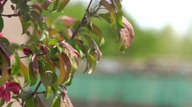 Yeşil yapraklar. Kırmızı, pembe elma ağacı rüzgarda sallanıyor. Bahar çiçeği bahçesi. Çiçek doğal bir geçmişi var. Elma ağacı çiçekleri yavaş çekimde. Bulanık bokeh doğa. Çiçek tomurcuğu Yaprak estetiği