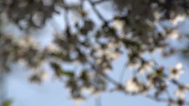 Beyaz kiraz çiçekleri rüzgarda sallanıyor. Bahar çiçekli meyve ağacı bahçesi. Çiçek doğal bir geçmişi var. Gün ışığında narin çiçekler. Bulanık bokeh doğa. Çiçek tomurcuğu Yaprak yakın çekim. Estetik