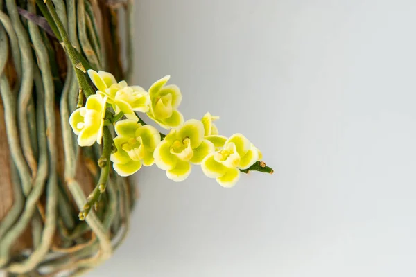 Chiloschista Viridiflor黄色の花芽 ランの珍しい花序の開花 白地だ 大きな花鍋庭 Cattleya蘭科 — ストック写真