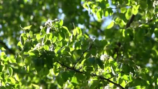 Yeşil Yapraklar Rüzgarda Sallanan Beyaz Elma Ağacı Çiçekleri Bahar Çiçeği — Stok video