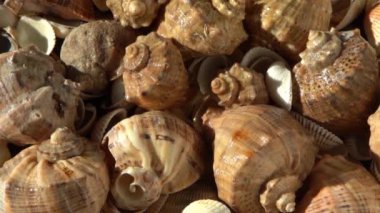 Kumsalda deniz kabukları. Yaz dönemi. Rapan deniz kabuğu kabuğu üst görünümü. Bej açık renk. Estetik minimalizm. Doğa güzelliği. Çok renkli deniz kabuklarının karışımı. Okyanus kıyısında. Deniz kabuğu güneş ışığı