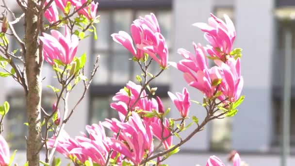 Magnolia Kwitnąca Wiosną Różowe Kwiaty Drzewie Kwiatowe Tło Gałąź Kwiatowa — Wideo stockowe