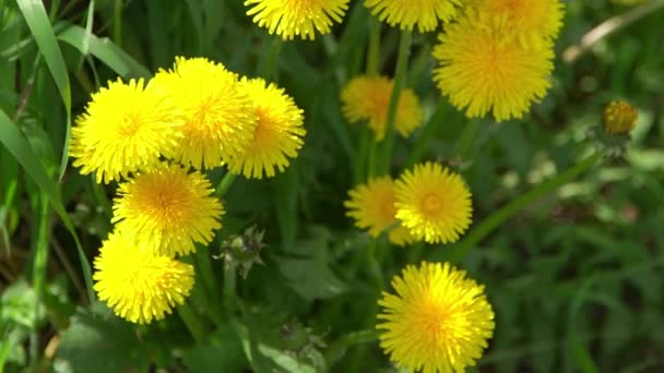 Gelbe Blüten Löwenzahn Auf Einer Grünen Wiese Frühling Löwenzahn Blüht — Stockvideo