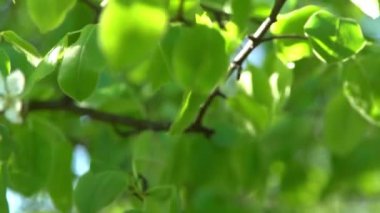 Yeşil yapraklar. Rüzgarda sallanan beyaz elma ağacı çiçekleri. Bahar çiçeği bahçesi. Çiçek doğal bir geçmişi var. Gün ışığında narin çiçekler. Bulanık bokeh doğa. Çiçek tomurcuğu Yaprak yakın çekim