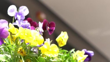 Sarı mor ibneler rüzgarda sallanıyor. Güneşli bir gün. Bahçe arka planı. İbne bir Viola çiçeği yetiştir. Çiçek açan bahar. Bahçıvanlık. Bitki bilimi. Çiçek açan ruh hali. Güzel estetik yaprak bitkisi