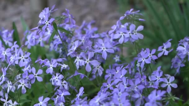 Fabuloso Blue Dark Center Flores Flox Azul Fondo Floral Jardín — Vídeos de Stock