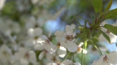 Beyaz kiraz çiçekleri rüzgarda sallanıyor. Bahar çiçekli meyve ağacı bahçesi. Çiçek doğal bir geçmişi var. Gün ışığında narin çiçekler. Bulanık bokeh doğa. Çiçek tomurcuğu Yaprak yakın çekim. Estetik