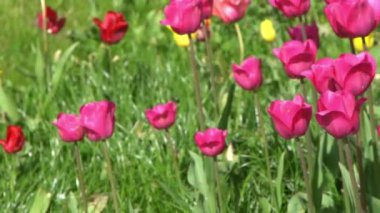 Pembe laleler baharda çiçek açar. Görüntü bokeh. Lale çiçeği doğası. Çiçek arkaplan. Botanik bahçesi. Çiçek tomurcukları. Çiçek açan ruh hali. Güzel estetik yaprak bitkisi. Rüzgarın sallanması. Güneşli bir gün.