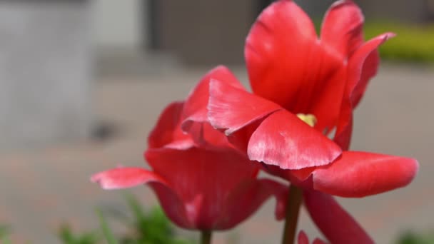 Tulipas Vermelhas Florescem Primavera Blur Bokeh Tulipa Flor Natureza Fundo — Vídeo de Stock
