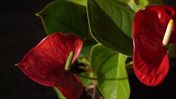 Anturiové Pupeny Černém Pozadí Červená Domácí Květina Žlutým Středem Květina — Stock video
