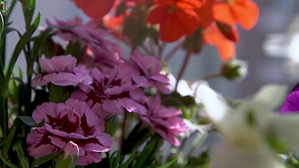 一丛丛粉红色的康乃馨 插花中 春夏两季开花 康乃馨花蕾植物 植物的背景 阳台上的锅子 花坛小花园植物 自然是最小的风向 — 图库视频影像