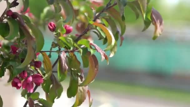 Gröna Blad Röd Rosa Äppelträd Blommar Upp Vinden Vårblommande Trädgård — Stockvideo