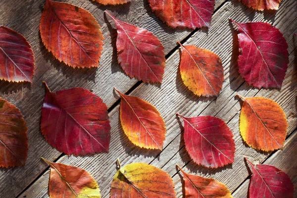 stock image Autumn background. Red, orange leaves from trees on a wooden background. Alder leaf.