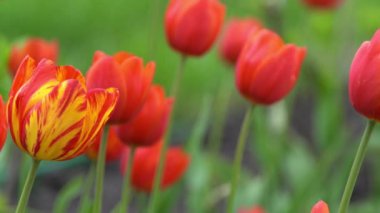 Kırmızı laleler baharda çiçek açar. Görüntü bokeh. Lale çiçeği doğası. Çiçek arkaplan. Botanik bahçesi. Çiçek tomurcukları. Çiçek açan ruh hali. Güzel estetik yaprak bitkisi. Rüzgarın sallanması. Güneşli bir gün.