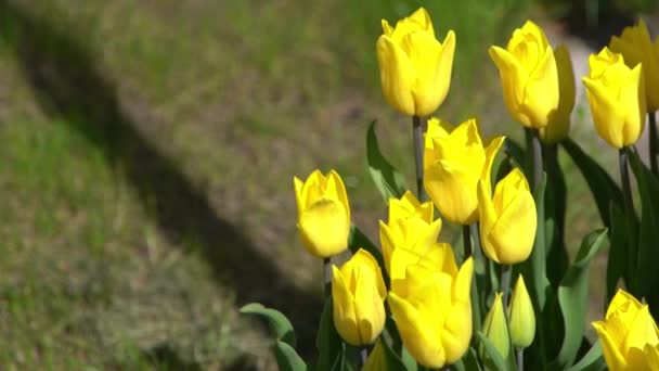 Los Tulipanes Amarillos Florecen Primavera Blur Bokeh Naturaleza Flor Tulipán — Vídeos de Stock