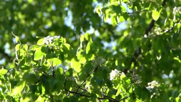 Зеленые Листья Белые Цветы Яблони Раскачиваются Ветру Весенний Цветочный Сад — стоковое видео