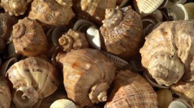 Kumsalda deniz kabukları. Yaz dönemi. Rapan deniz kabuğu kabuğu üst görünümü. Bej açık renk. Estetik minimalizm. Doğa güzelliği. Çok renkli deniz kabuklarının karışımı. Okyanus kıyısında. Deniz kabuğu güneş ışığı