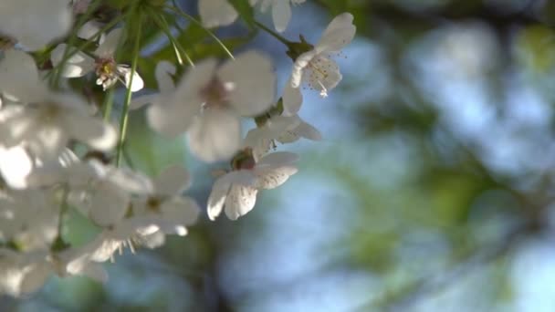 Біла Вишня Цвіте Вітрі Весняне Цвітіння Фруктового Дерева Саду Квітковий — стокове відео