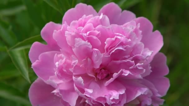 Różowy Piwonia Zielonym Tle Letni Kwiat Pączek Płatkami Zbliżenie Kwiatowa — Wideo stockowe