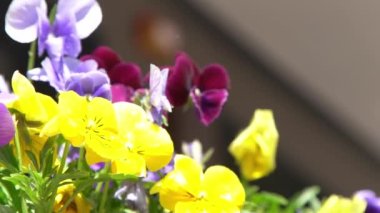 Sarı mor ibneler rüzgarda sallanıyor. Güneşli bir gün. Bahçe arka planı. İbne bir Viola çiçeği yetiştir. Çiçek açan bahar. Bahçıvanlık. Bitki bilimi. Çiçek açan ruh hali. Güzel estetik yaprak bitkisi